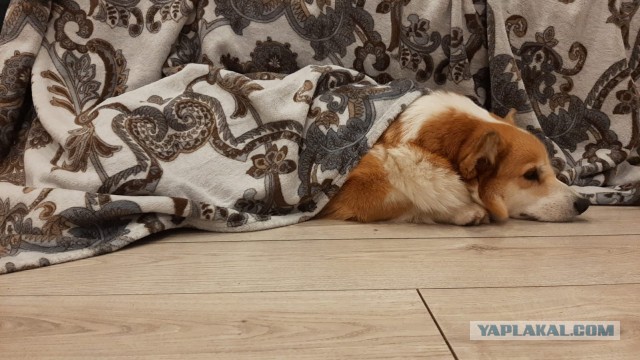 Случился пёс