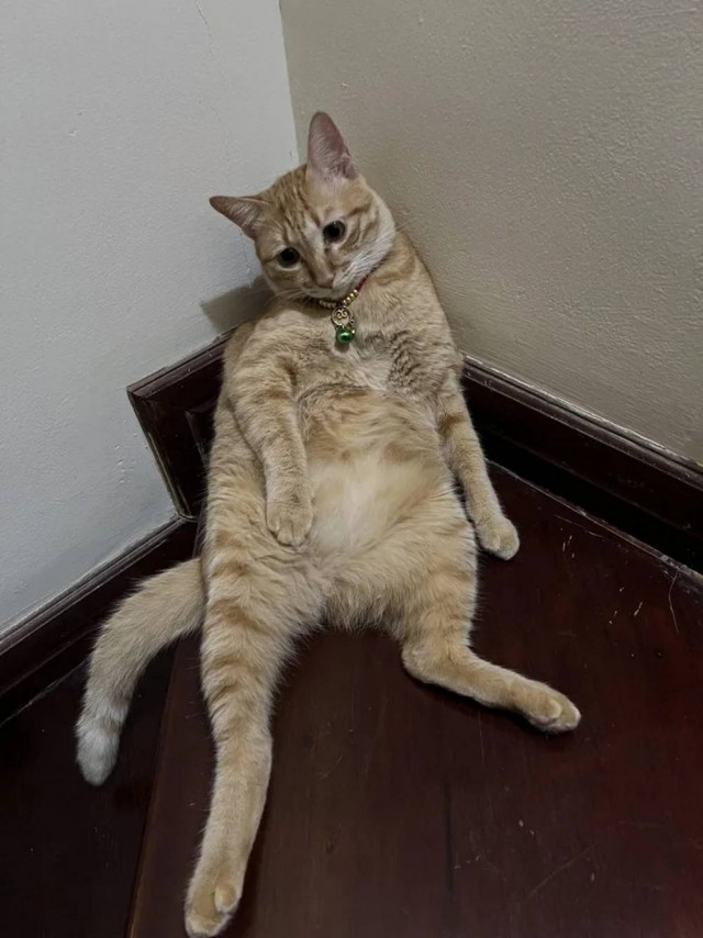 Чутка кошек