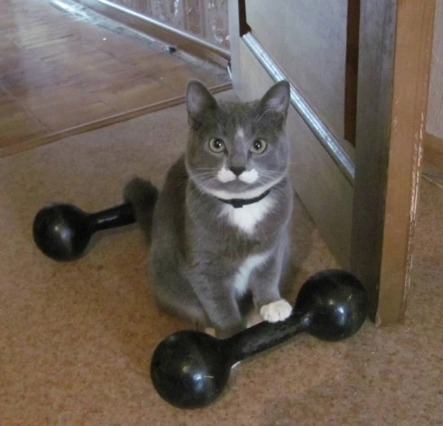 Чутка кошек