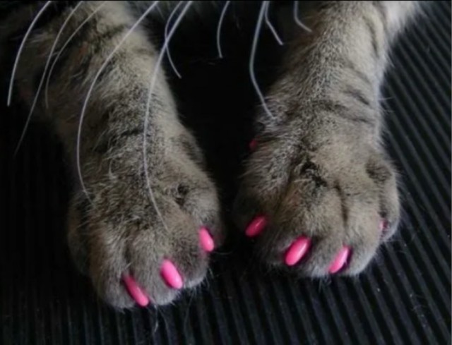 Как подстричь кошке ногти?