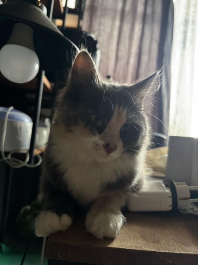 Кот Ричард и Кошка руна