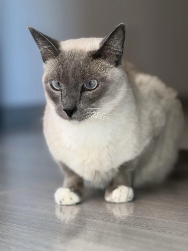 Рандомных фото котов тред