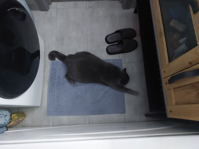 Крымский котик⁠