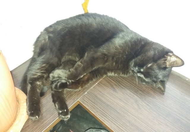 Котовторник
