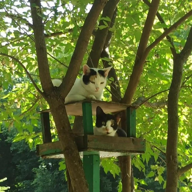 Онлайн кормушка
