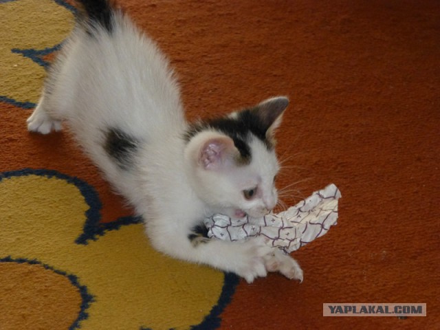 Котовторник 22.10.2013