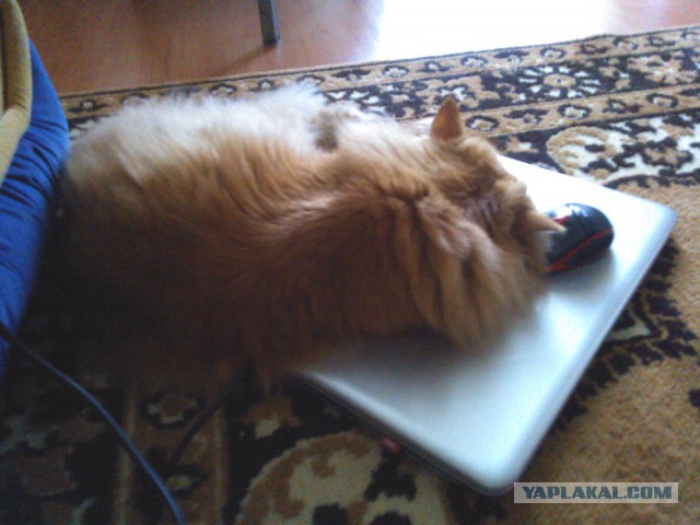 Котовторник 6.05.2014
