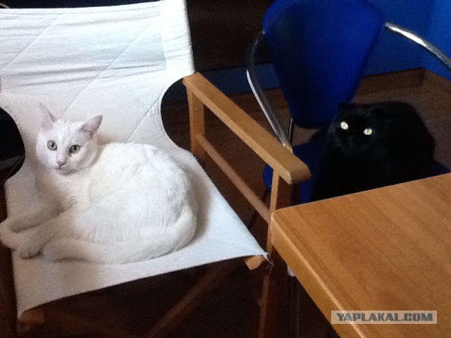 Котовторник  08.07.2014