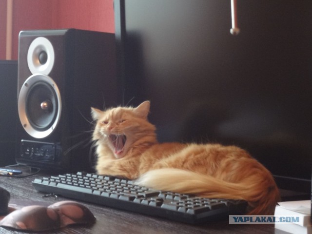 Котовторник 16.09.14