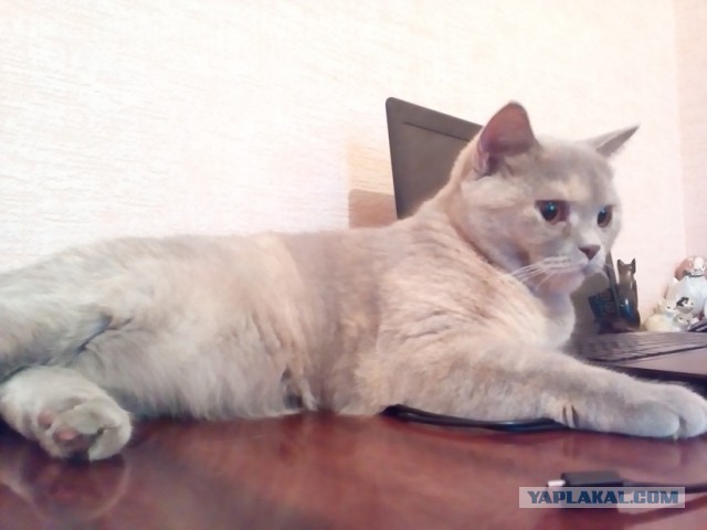 Котовторник 23.09.2014.