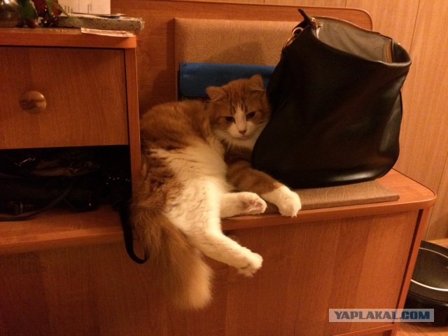 Котовторник 30.09.2014