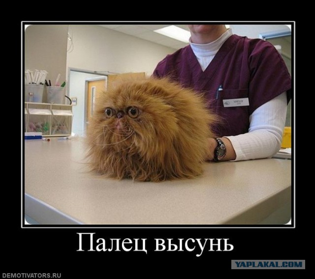 20 самых известных котов в интернете.