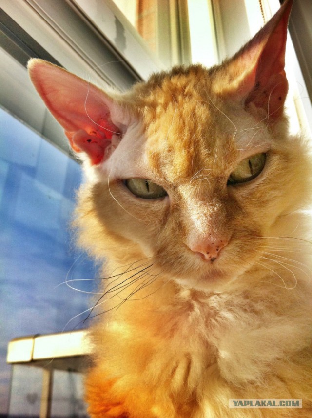Котовторник 23.12.2014