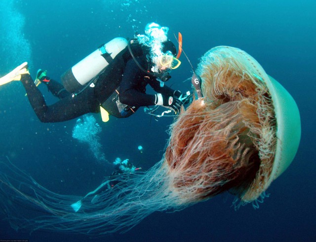 Разоблачаем! Самая большая медуза в мире?