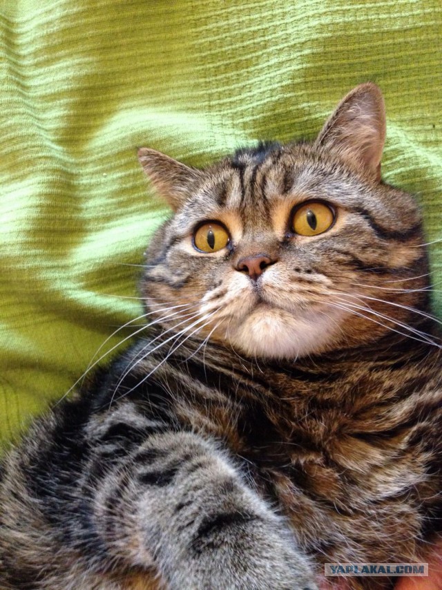 Котовторник