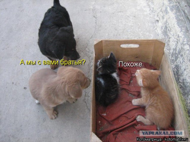 Собаки против котов