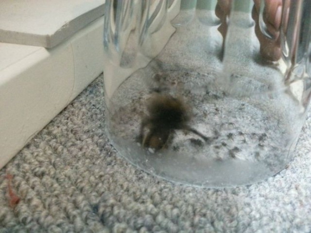 Неожиданность с пауком