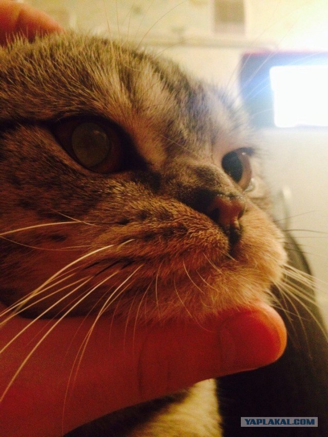 Котовторник 03.11.2015