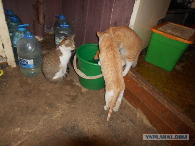 Жизнь домашнего приюта для котеек 95