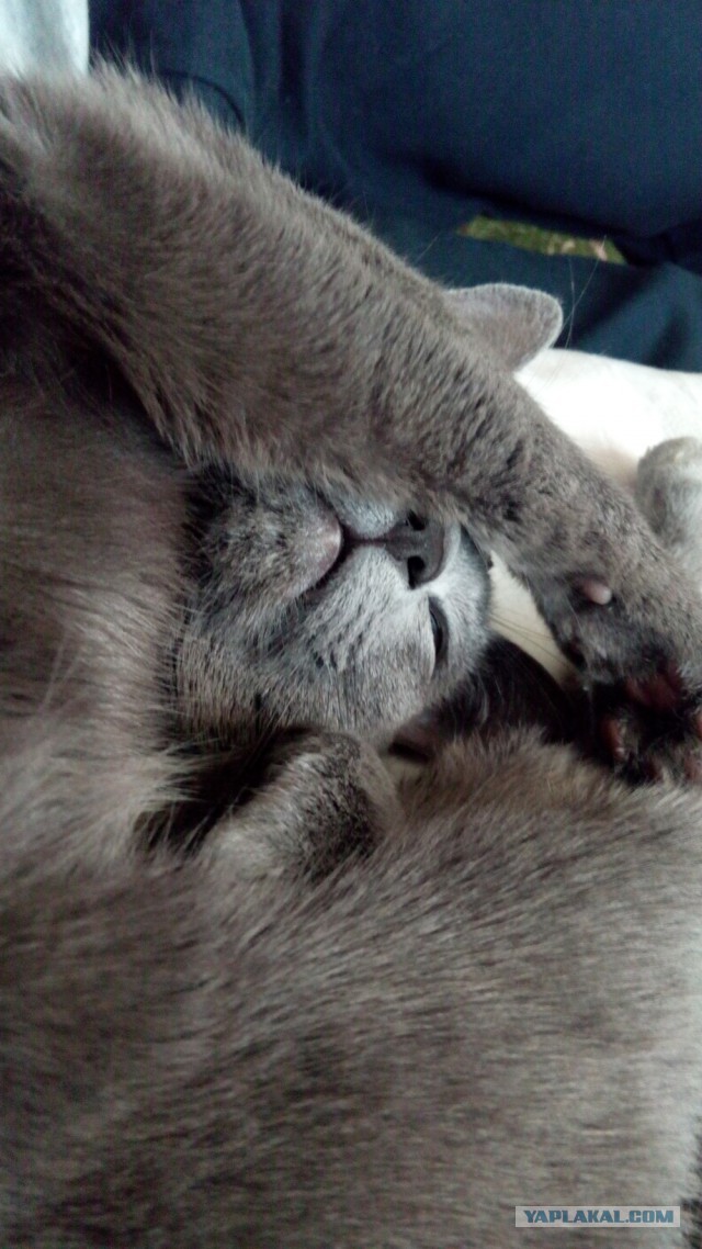 Котовторник