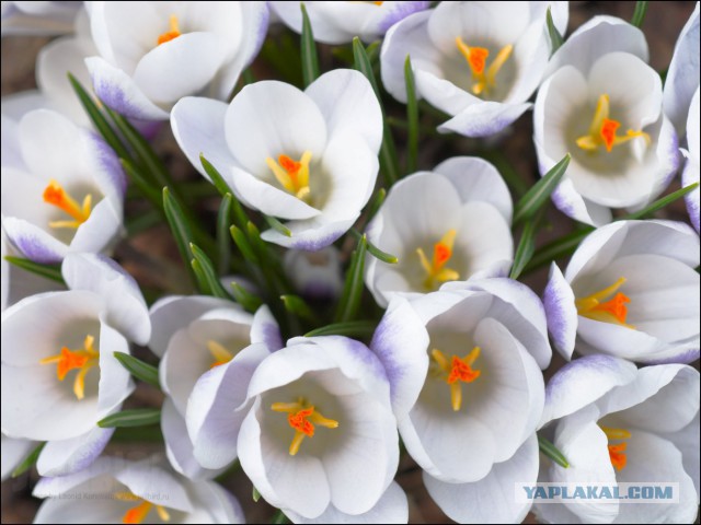 Кухня (кулинарное и околокулинарное общение)
