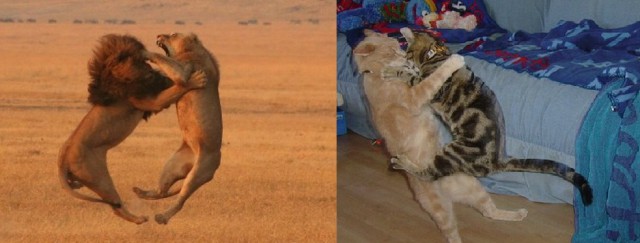 Демы к котовторнику!