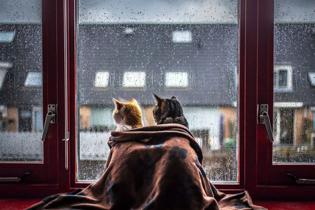 Котовторник 18.10.2016