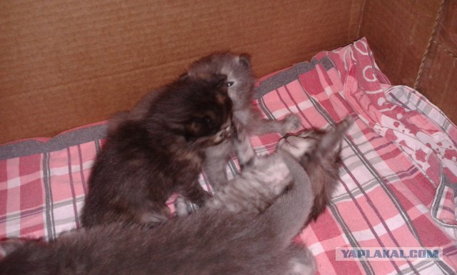 Котовторник 07.02.2017