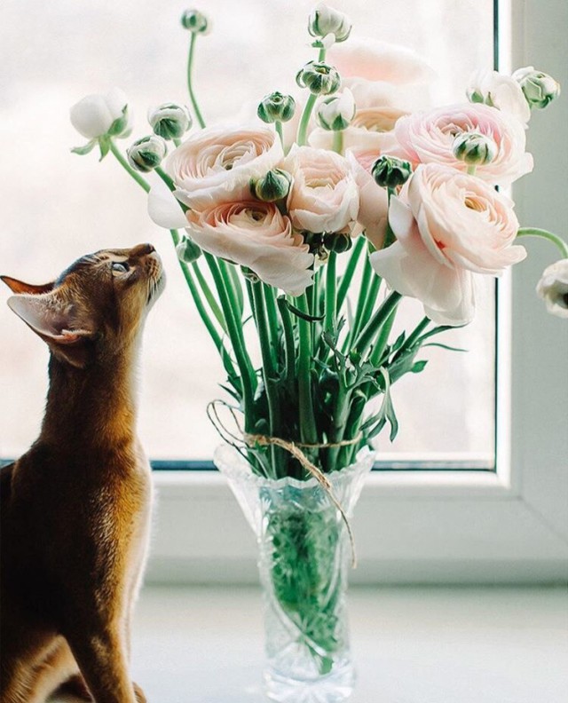 Коты и Кошки