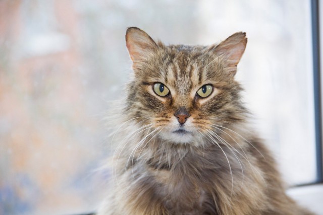 Коты и Кошки