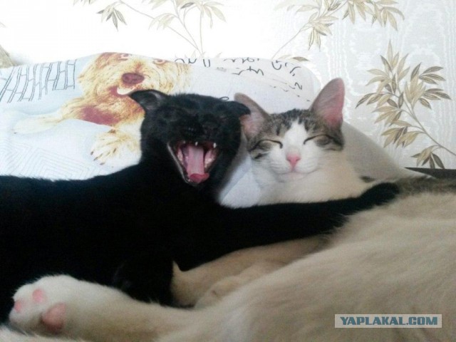 Котовторник 28.03.2017