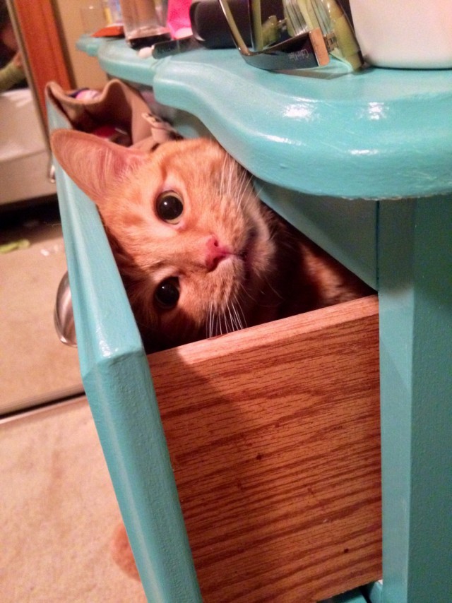 Коты и Кошки