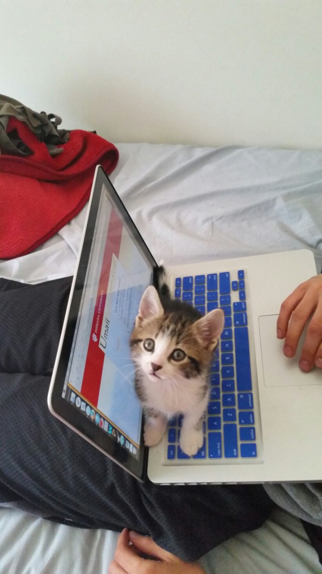 Коты и Кошки