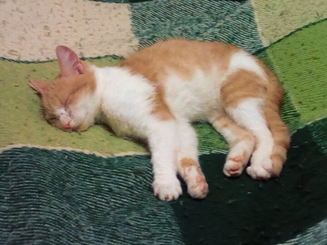 Коты и Кошки