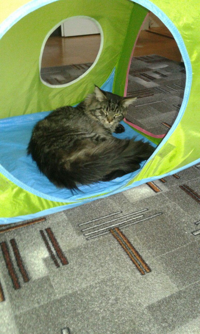 Коты и Кошки
