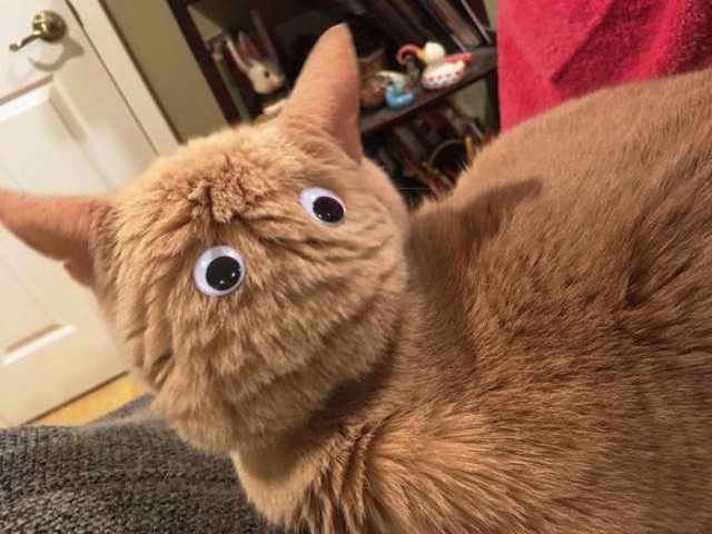Коты и Кошки