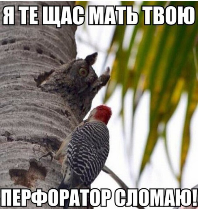 "Компот" - "Компоты варят из всех съедобных фруктов и ягод. (Вики)