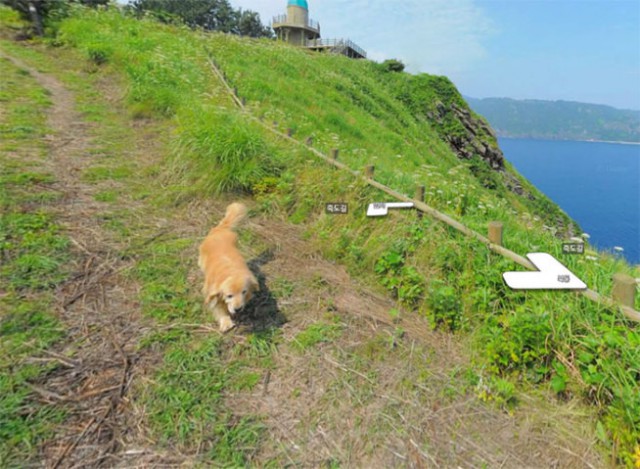 Собака — друг Google Street View