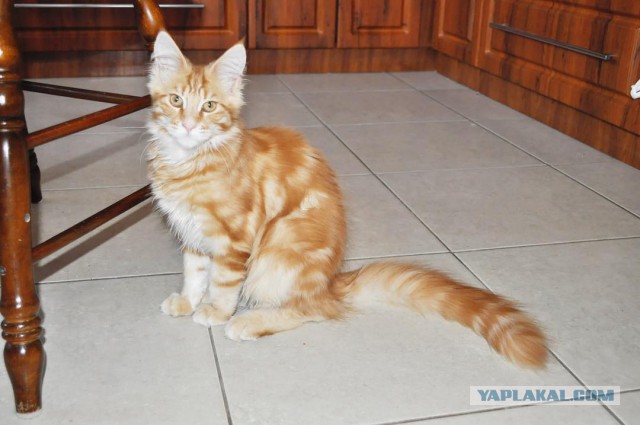 Котовторник 04.07.17