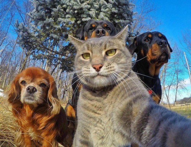 Коты и Кошки