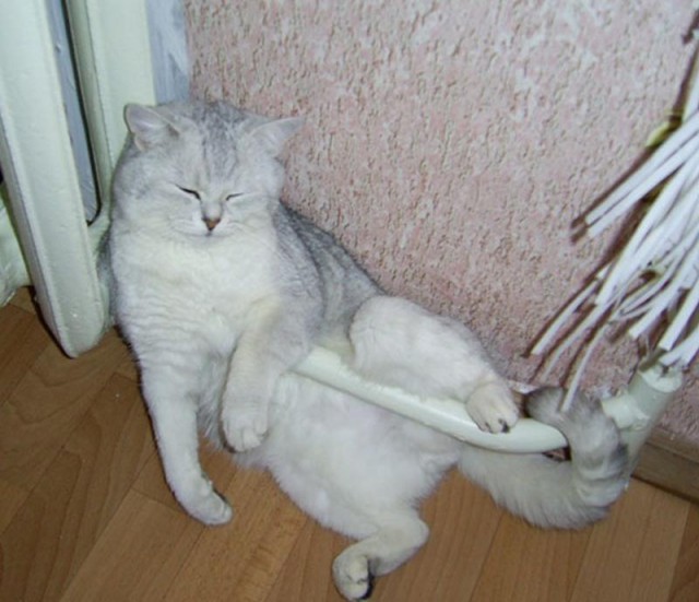 Котовторник 03.10.17.
