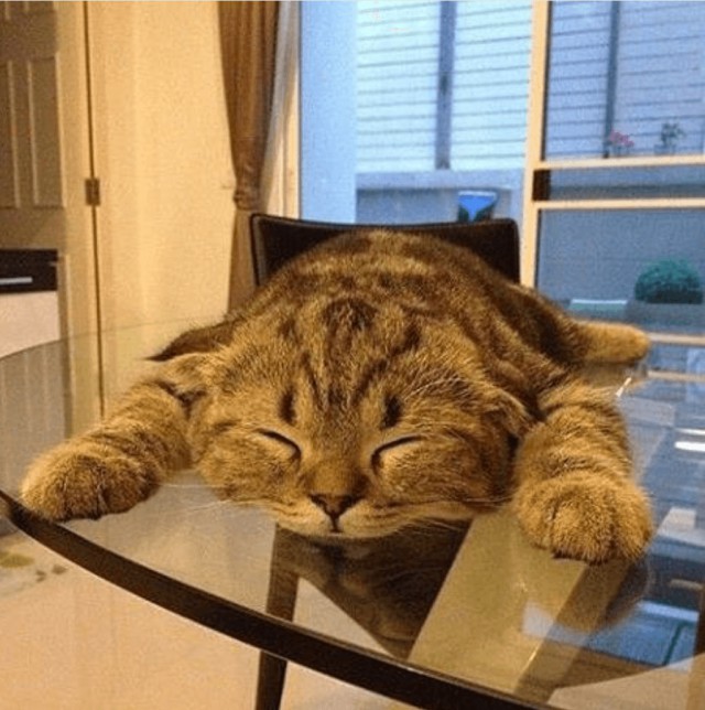 Коты и Кошки