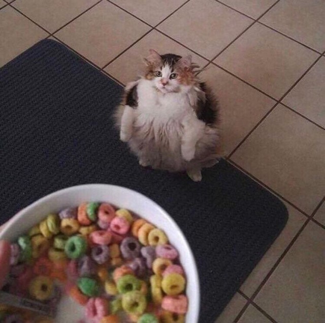 Коты и Кошки