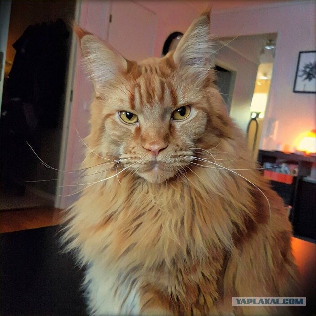 Котовторник 9.01.2018