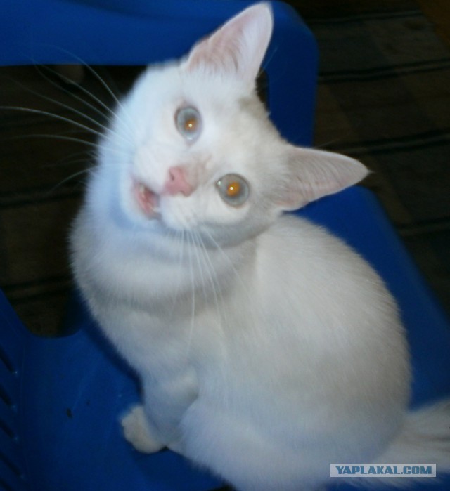 Котовторник 13.03.2018