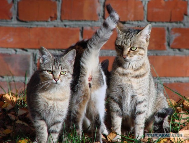 Котовторник (16.09.08)