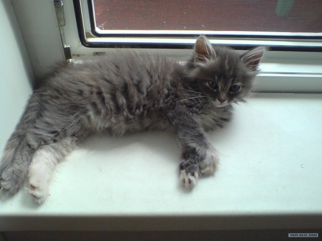 Котовторник на 04.08.2009