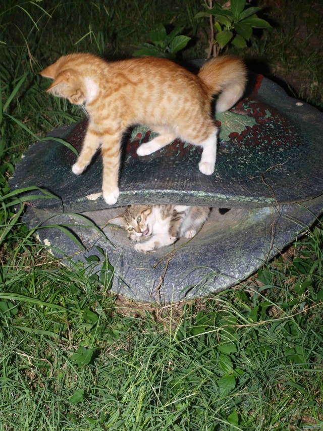 Котовторник: коты и... почти мыши