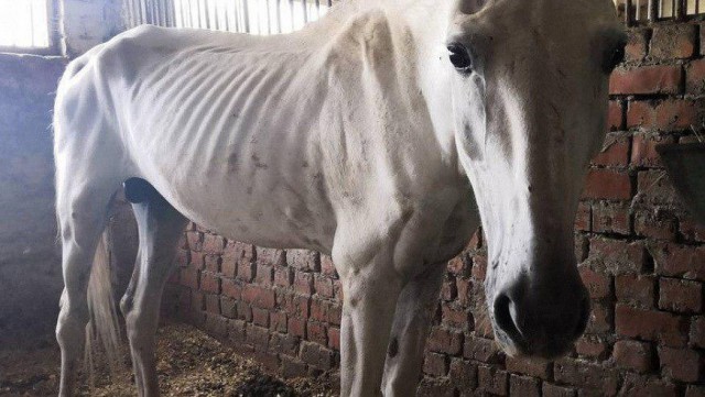 В Саратове полицейские лошади умирают от истощения