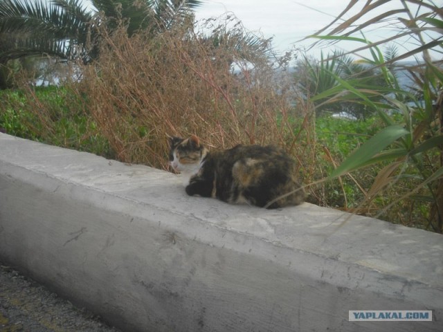 Котовторник начался
